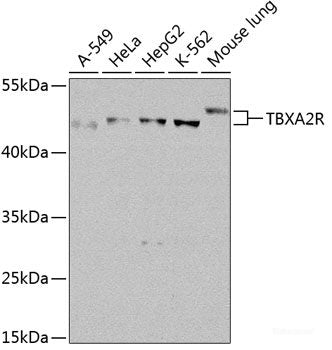 Western blot analysis of extracts of various cell lines using E2F3 Polyclonal Antibody at dilution of 1:1000.