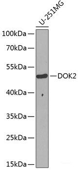 Western blot analysis of extracts of various cell lines using VAMP1 Polyclonal Antibody at dilution of 1:1000.