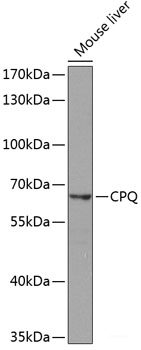 Western blot analysis of extracts of various cell lines using HOXC4 Polyclonal Antibody at dilution of 1:3000.