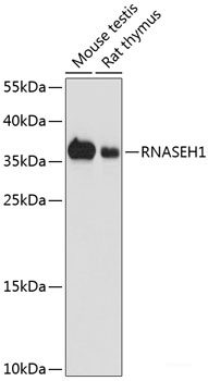 Western blot analysis of extracts of various cell lines using GABRA5 Polyclonal Antibody at dilution of 1:1000.