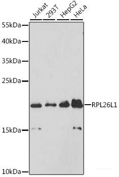 Western blot analysis of extracts of various cell lines using MT-CO3 Polyclonal Antibody at dilution of 1:1000.