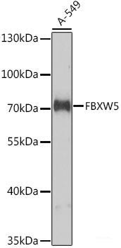 Western blot analysis of extracts of various cell lines using JAM2 Polyclonal Antibody at dilution of 1:1000.
