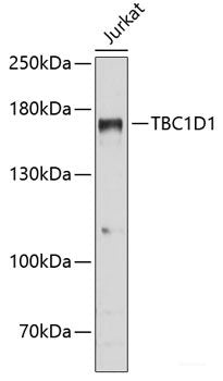 Immunofluorescence analysis of MCF-7 cells using Phospho-CCNE1(T395) Polyclonal Antibody