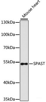 Western blot analysis of extracts of HeLa cells using Phospho-CREB1(S133) Polyclonal Antibody at dilution of 1:2000.