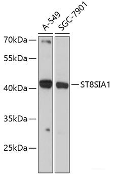 Western blot analysis of extracts of HeLa cells using Phospho-HSPB1(S82) Polyclonal Antibody at dilution of 1:1000. HeLa cells were treated by EGF (100ng/ml) for 30 minutes after serum-starvation overnight.