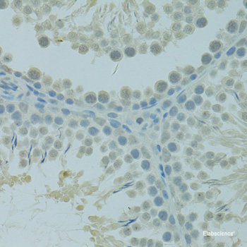 Immunofluorescence analysis of U2OS cells using Phospho-MET(Y1235) Polyclonal Antibody