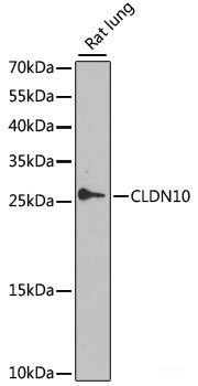 Western blot analysis of extracts of HeLa cells using Phospho-STAT1(Y701) Polyclonal Antibody at dilution of 1:1000.