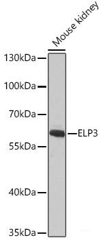 Western blot analysis of extracts of 293T cells using Phospho-FoxO1(S256) Polyclonal Antibody.