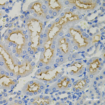 Immunofluorescence analysis of methanol-fixed HeLa cells using Phospho-GAP43(S41) Polyclonal Antibody
