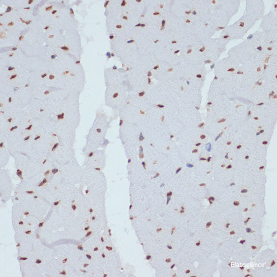 Western blot analysis of extracts of NIH/3T3-Src cells using Phospho-SRC Family(Y416) Polyclonal Antibody.