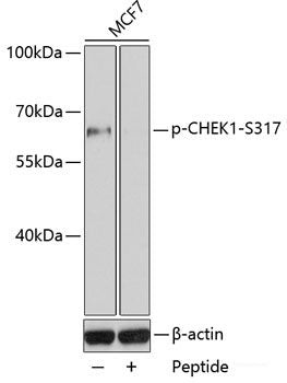 Western blot analysis of extracts of NIH3T3 cells using Phospho-YAP1(S127) Polyclonal Antibody at dilution of 1:1000. NIH3T3 cells were treated by Sorbitol (0. 2M) at 37°C for 60 minutes after serum-starvation overnight.