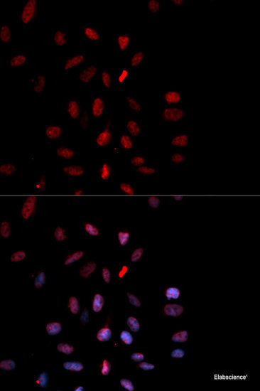 Western blot analysis of extracts of NIH3T3 cells using Phospho-SRC Family(Y416) Polyclonal Antibody.