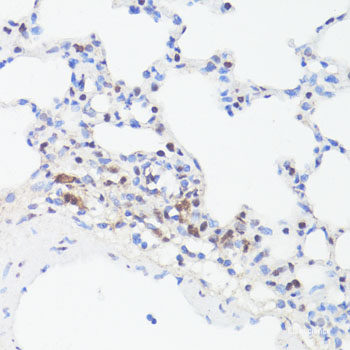 Western blot analysis of extracts of HT-29 cells using Phospho-p53(S33) Polyclonal Antibody at dilution of 1:2000. HT-29 cells were treated by Nocodazole (100ng/mL) for 16 hours.