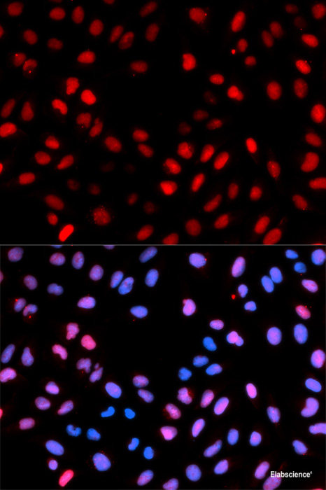 Western blot analysis of extracts of 293T cells using Phospho-AMPKα1(S485) Polyclonal Antibody at dilution of 1:1000. 293T cells were treated by oligomycin (0. 5 uM) at 37°C for 30 minutes.