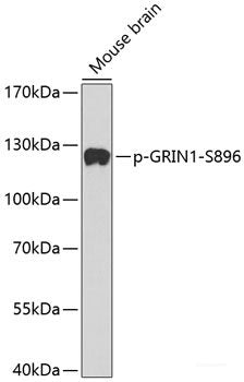 Western Blot analysis of various samples using TRAIL Polyclonal Antibody at dilution of 1:1000.