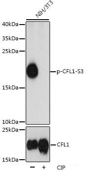 Western Blot analysis of various samples using BSG Polyclonal Antibody at dilution of 1:600.
