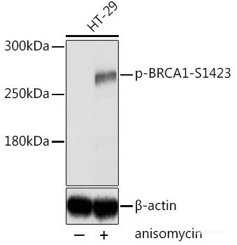 Western Blot analysis of various samples using AFP Polyclonal Antibody at dilution of 1:1000.