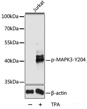 Western Blot analysis of various samples using CD274 Polyclonal Antibody at dilution of 1:800.