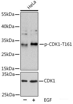 Western Blot analysis of various samples using Histone H2A.X Polyclonal Antibody at dilution of 1:1000.