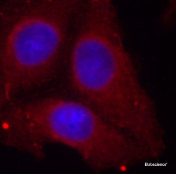 Western Blot analysis of various samples using COX4I1 Polyclonal Antibody at dilution of 1:1500.