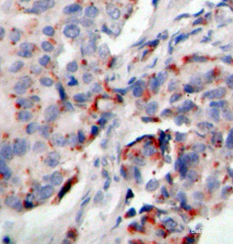 Western Blot analysis of various samples using MTOR Polyclonal Antibody at dilution of 1:1000.