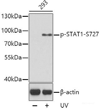 Western Blot analysis of various samples using PD-1/CD279 Polyclonal Antibody at dilution of 1:1000.