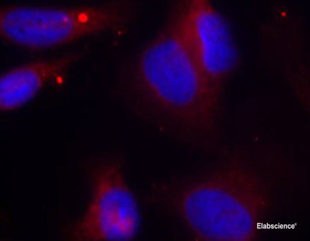 Western Blot analysis of various samples using HSPA5 Polyclonal Antibody at dilution of 1:1000.