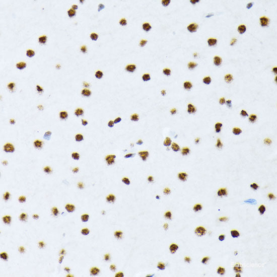 Western Blot analysis of various samples using SMAD4 Polyclonal Antibody at dilution of 1:1000.