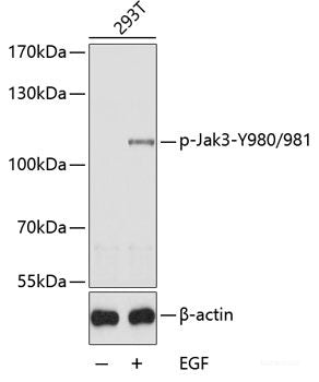 Western Blot analysis of various samples using SOX-9 Polyclonal Antibody at dilution of 1:750.