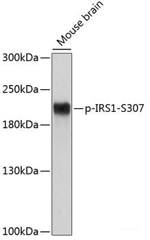 Western Blot analysis of various samples using Na+/K+-ATPase alpha1 Polyclonal Antibodyat dilution of 1:800.