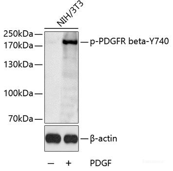 Western Blot analysis of various samples using ATF1 Polyclonal Antibody at dilution of 1:1000.