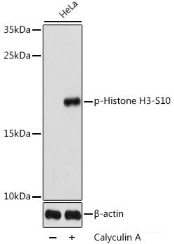 Western Blot analysis of various samples using OCLN Polyclonal Antibody at dilution of 1:1000.