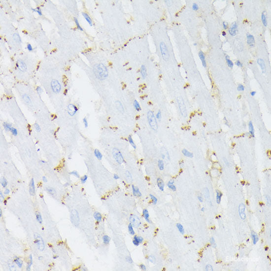 Immunohistochemistry analysis of paraffin-embedded mouse spleen using CCR5 Polyclonal Antibody at dilution of 1:300.