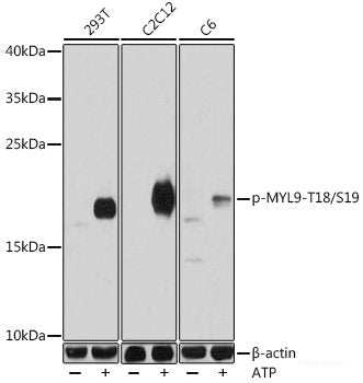 Western Blot analysis of various samples using NTS Polyclonal Antibody at dilution of 1:1000.