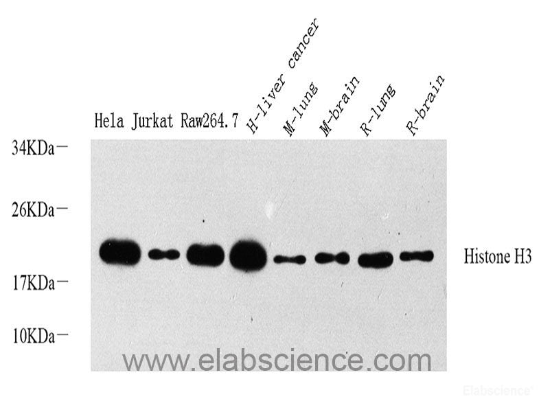 Western Blot analysis of various samples using SMAD2 Polyclonal Antibody at dilution of 1:800.