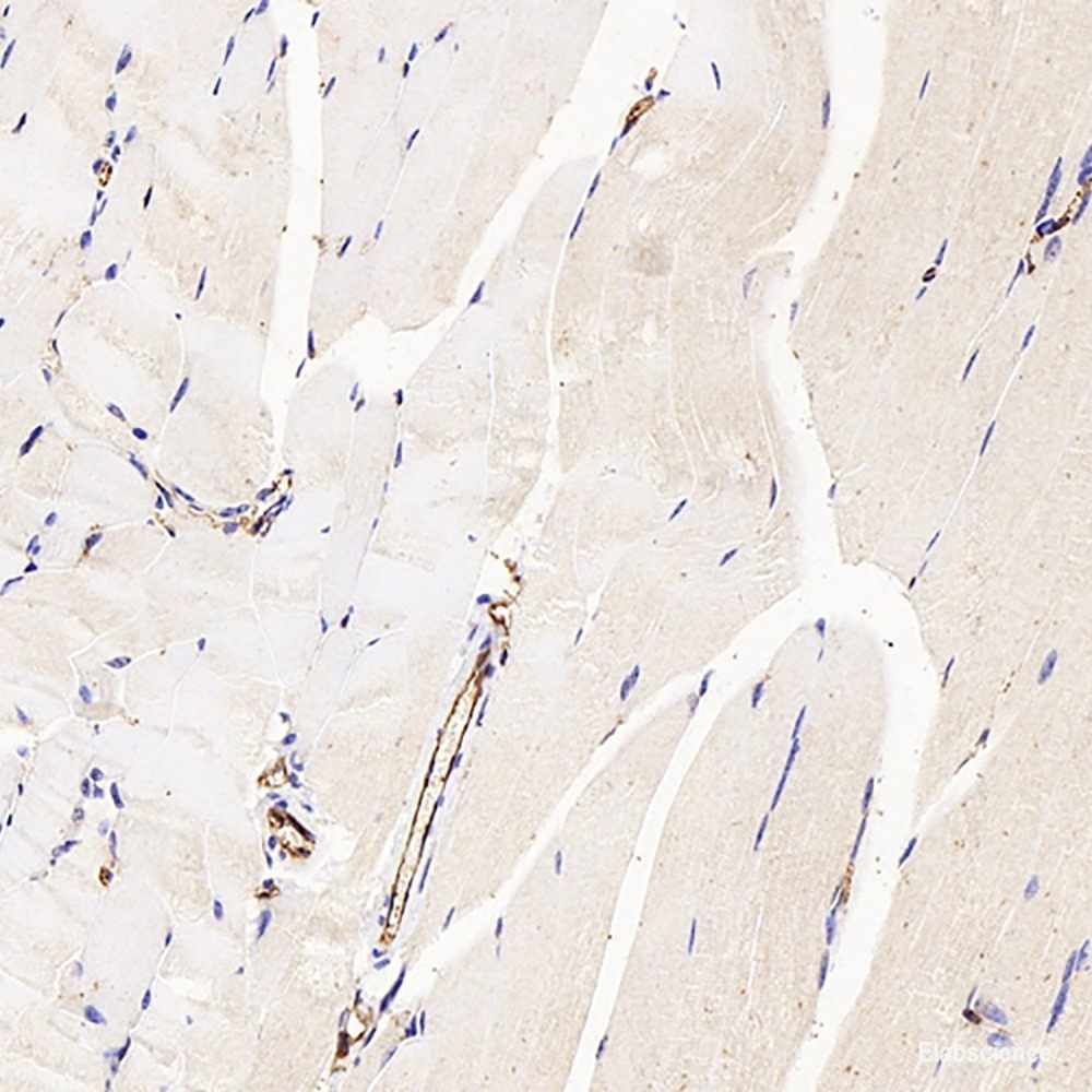 Immunohistochemistry analysis of paraffin-embedded mouse skeletal muscle using CD31 Polyclonal Antibody at dilution of 1:300.