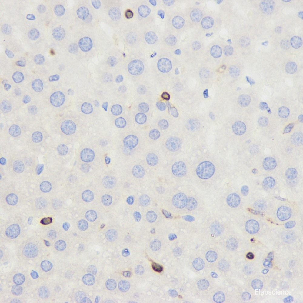 Immunohistochemistry analysis of paraffin-embedded human stomach using PTEN Polyclonal Antibody at dilution of 1:200.