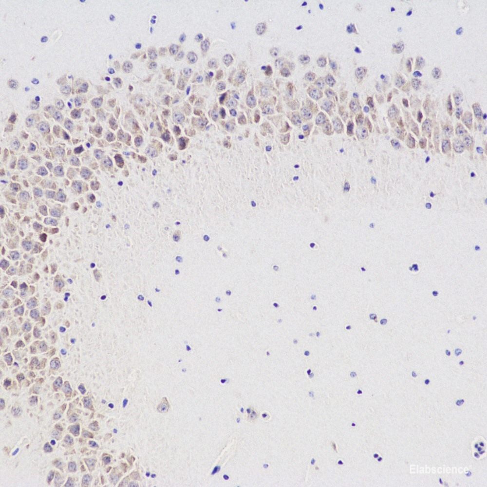 Immunohistochemistry analysis of paraffin-embedded mouse brain using GRIN1 Polyclonal Antibody at dilution of 1:300.