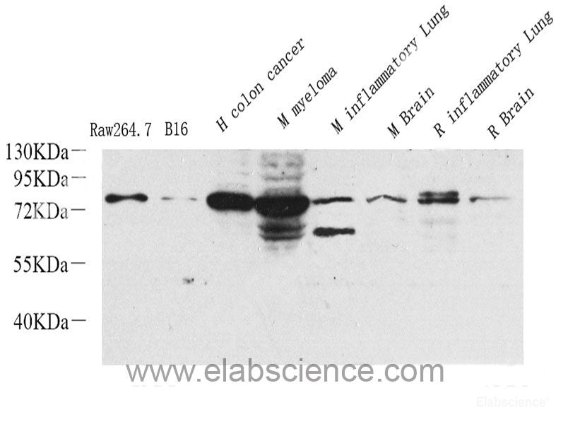 Immunohistochemistry analysis of paraffin-embedded rat colon using CD13 Polyclonal Antibody at dilution of 1:400.