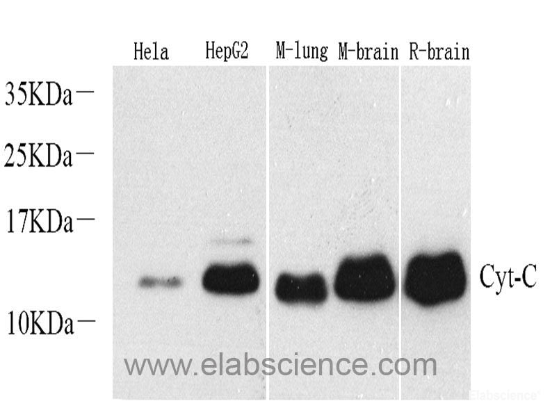 Western Blot analysis of various samples using HSP90 alpha Polyclonal Antibody at dilution of 1:1000.