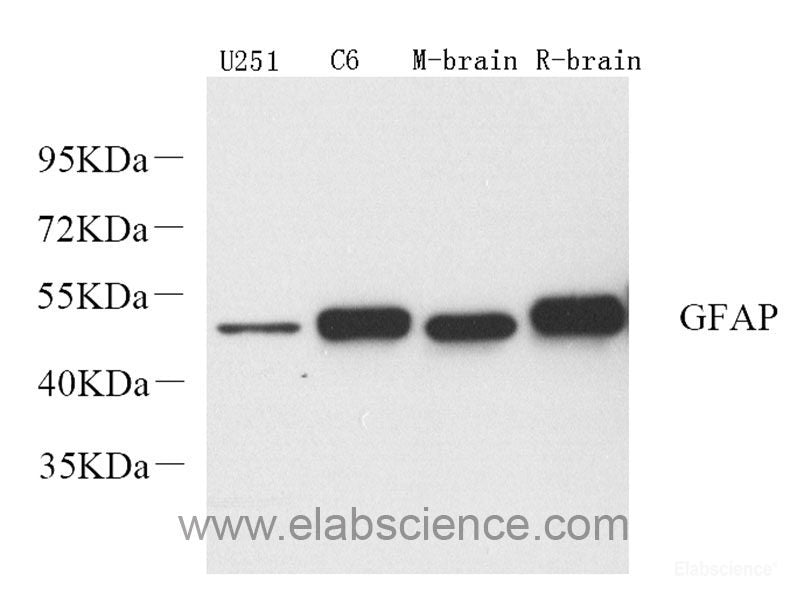 Western Blot analysis of various samples using NANOG Polyclonal Antibody at dilution of 1:1000.