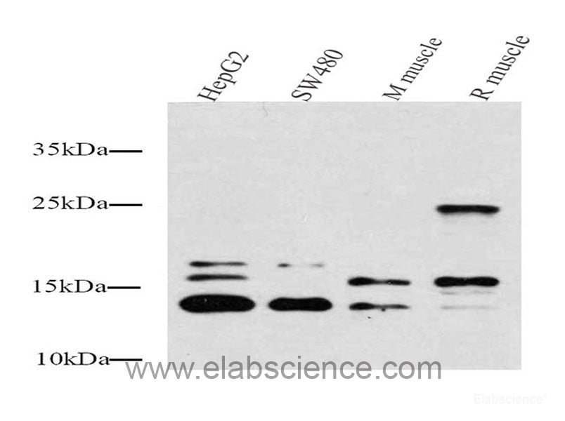 Western Blot analysis of various samples using PDGFB Polyclonal Antibody at dilution of 1:1000.