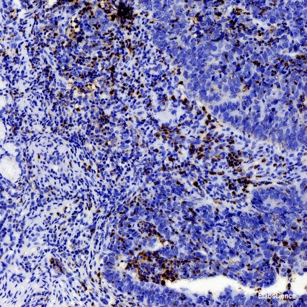 Immunohistochemistry analysis of paraffin-embedded mouse brain using DLL1 Polyclonal Antibody at dilution of 1:200.