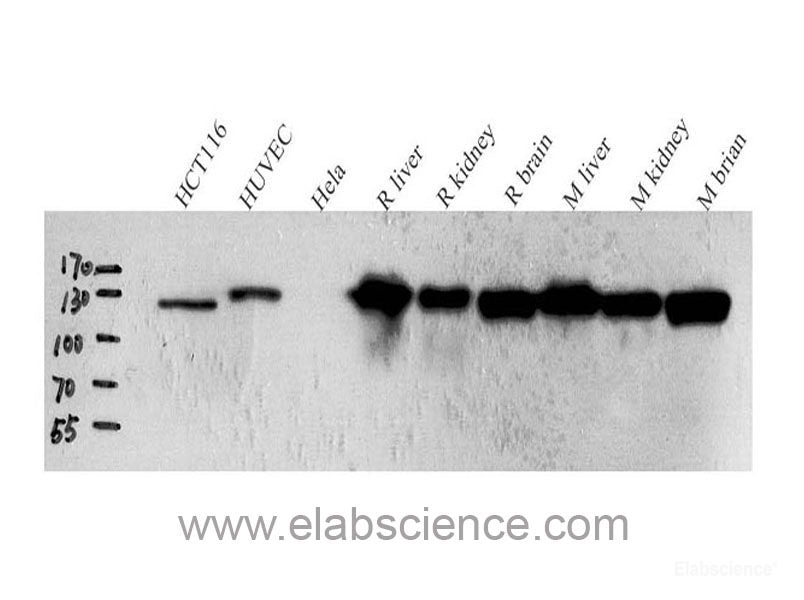 Immunohistochemistry analysis of paraffin-embedded Mouse lung using JNK1/2/3 Polyclonal Antibody at dilution of 1:200.