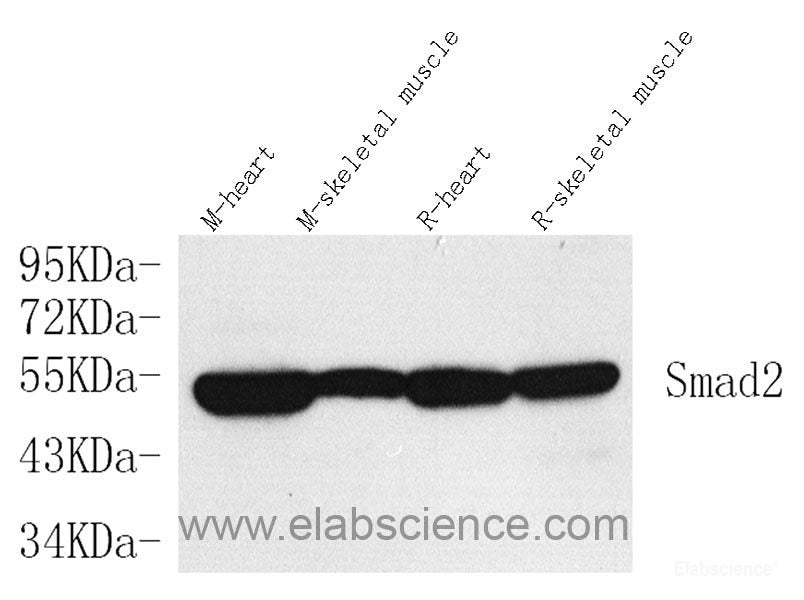Immunofluorescence analysis of paraffin-embedded rat colon using EpCAM Polyclonal Antibody at dilution of 1:400.
