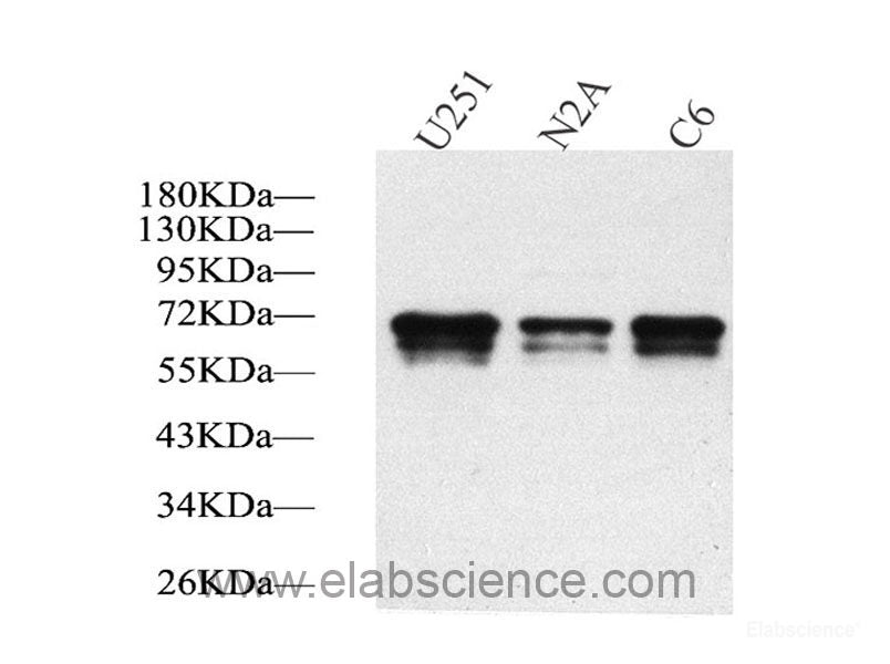 Western Blot analysis of various samples using NOS1 Polyclonal Antibody at dilution of 1:500.
