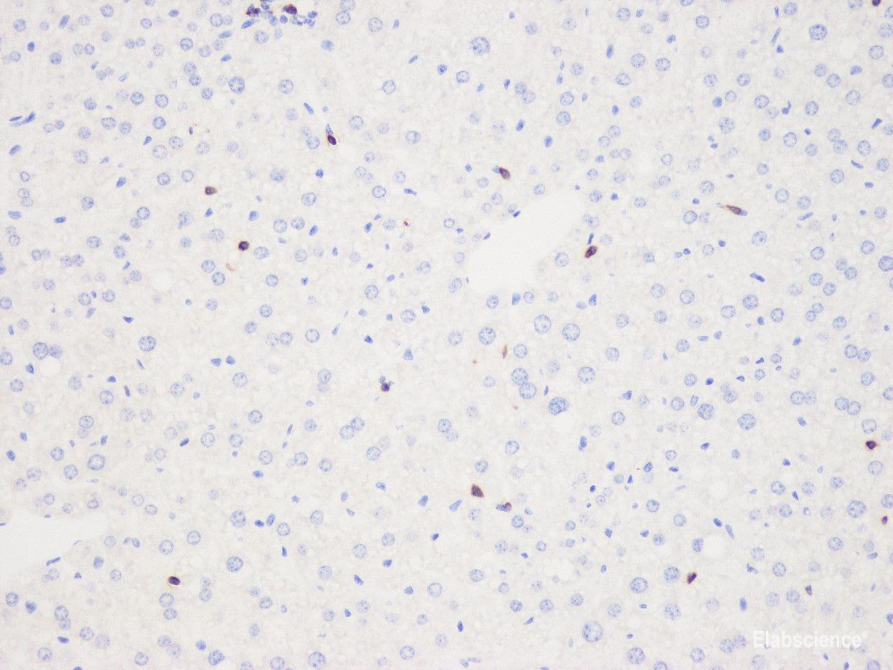 Western Blot analysis of various samples using NQO1 Polyclonal Antibody at dilution of 1:1000.