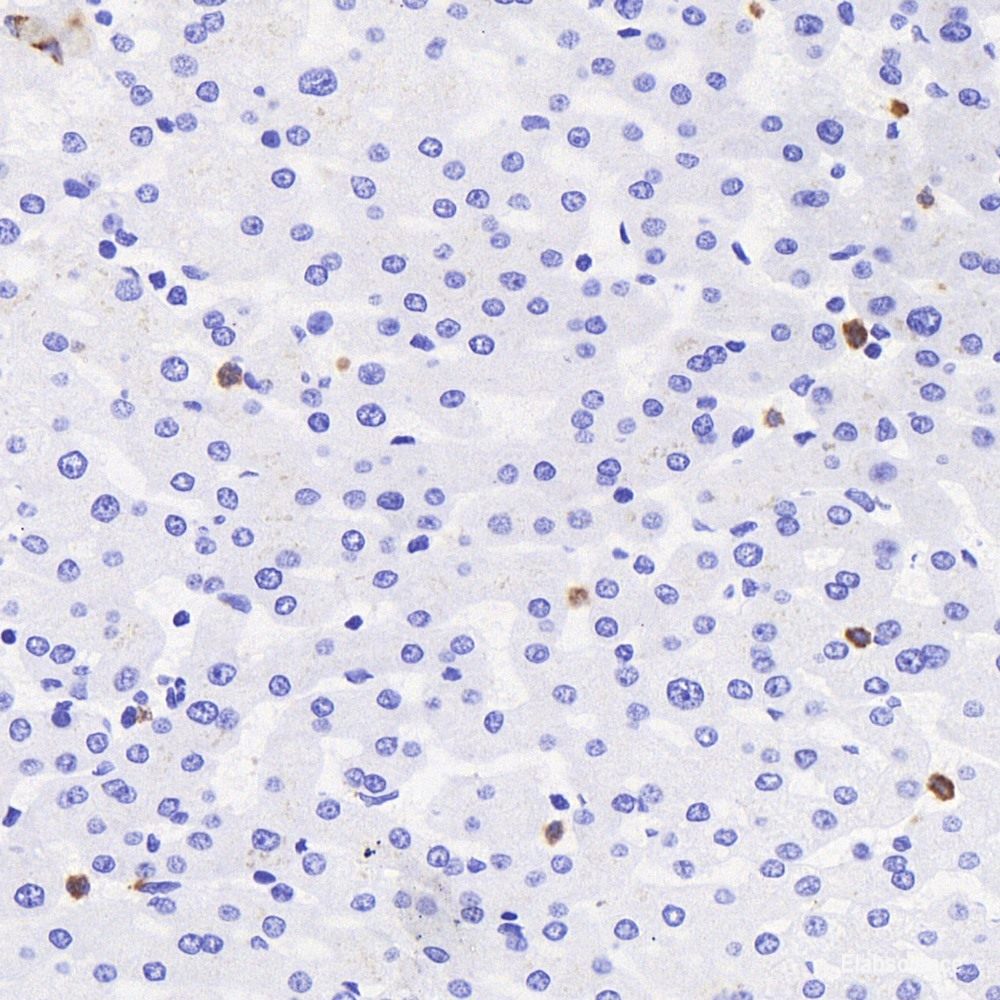 Immunohistochemistry analysis of paraffin-embedded mouse spinal marrow using DLL3 Polyclonal Antibody at dilution of 1:300.