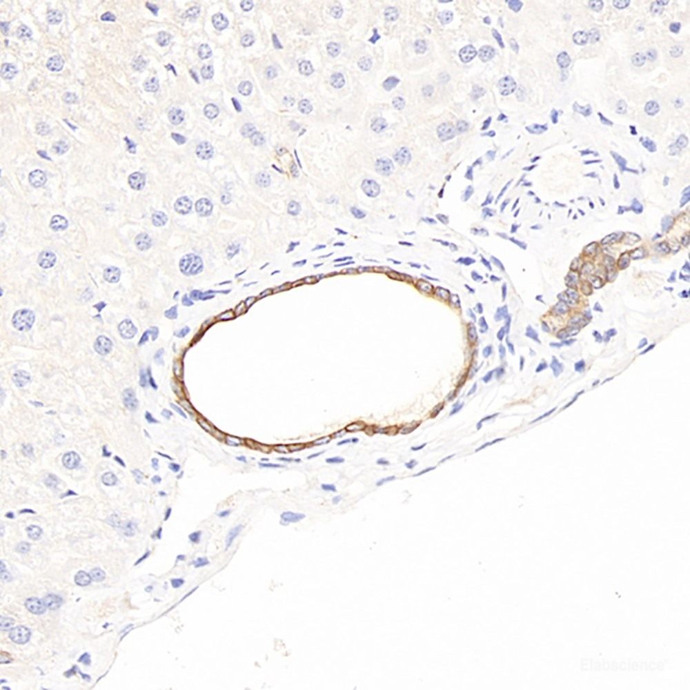 Immunohistochemistry analysis of paraffin-embedded mouse pancreas using Insulin Polyclonal Antibody at dilution of 1:300.