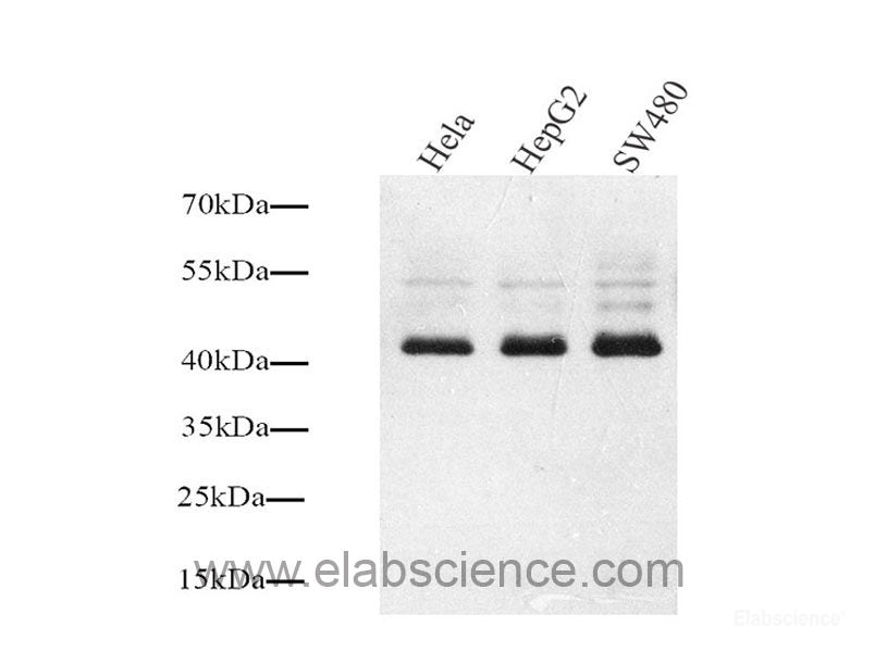 Western Blot analysis of various samples using MAP2 Polyclonal Antibody at dilution of 1:1000.